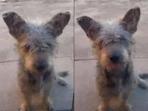Cachorro raça SRD-ViraLata idade 1 ano nome Kiko