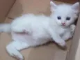 Três gatinhos de rua.
