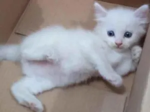 Gato raça SRD-ViraLata idade Abaixo de 2 meses nome Três gatinhos de rua.