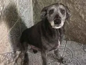 Cachorro raça SRD-ViraLata idade 5 anos nome Billy
