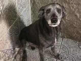 Cachorro raça SRD-ViraLata idade 5 anos nome Billy