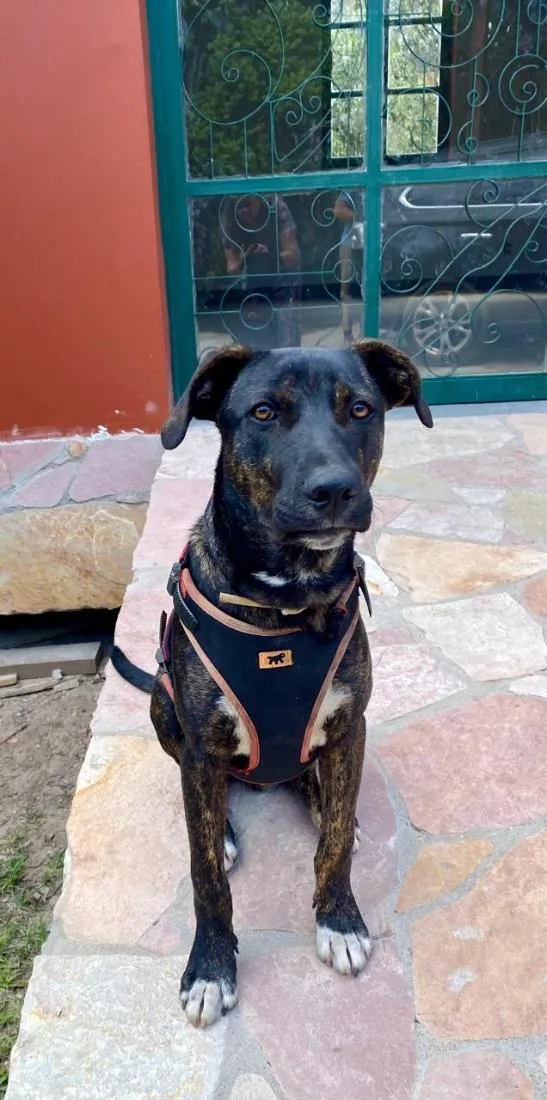 Cachorro raça SRD-ViraLata idade 2 a 6 meses nome Zezim