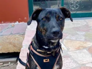 Cachorro raça SRD-ViraLata idade 2 a 6 meses nome Zezim