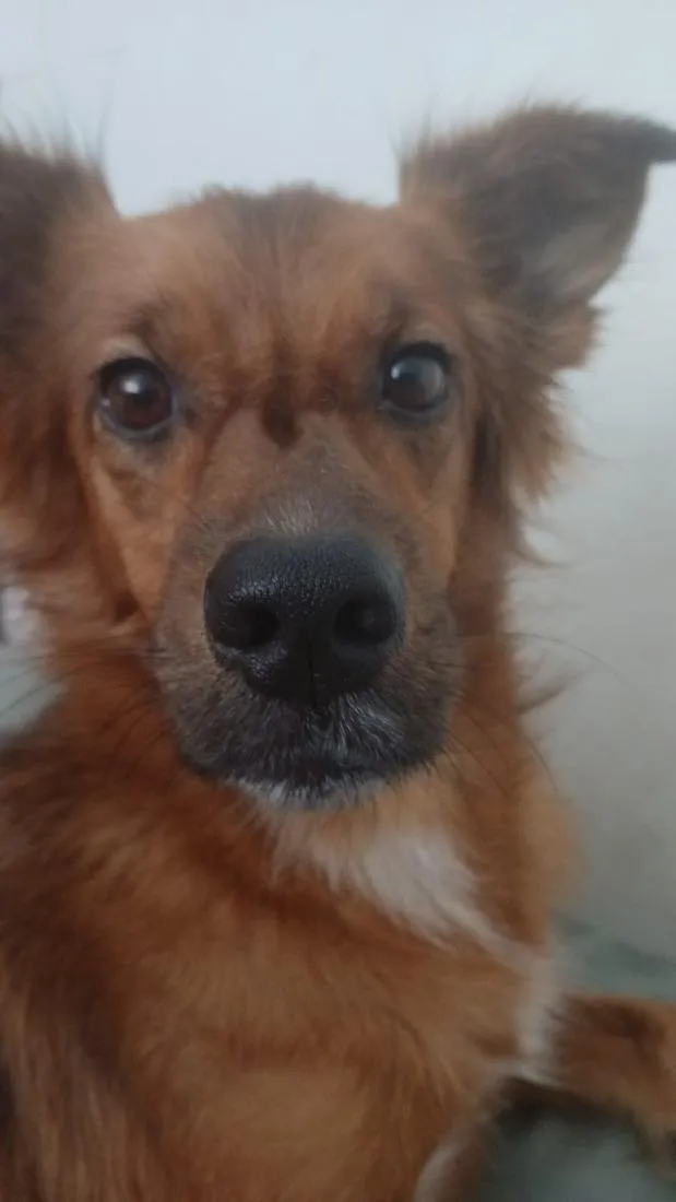 Cachorro raça SRD-ViraLata idade 5 anos nome Luna