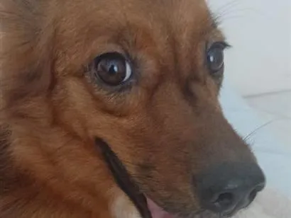 Cachorro raça SRD-ViraLata idade 5 anos nome Luna