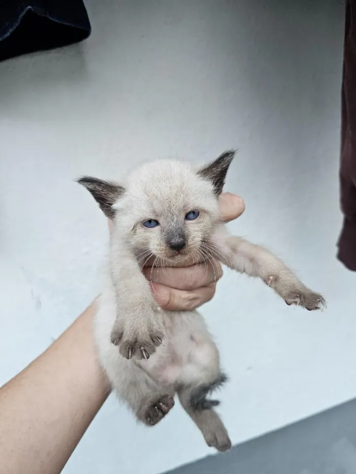 Gato raça SRD-ViraLata idade Abaixo de 2 meses nome filhotes