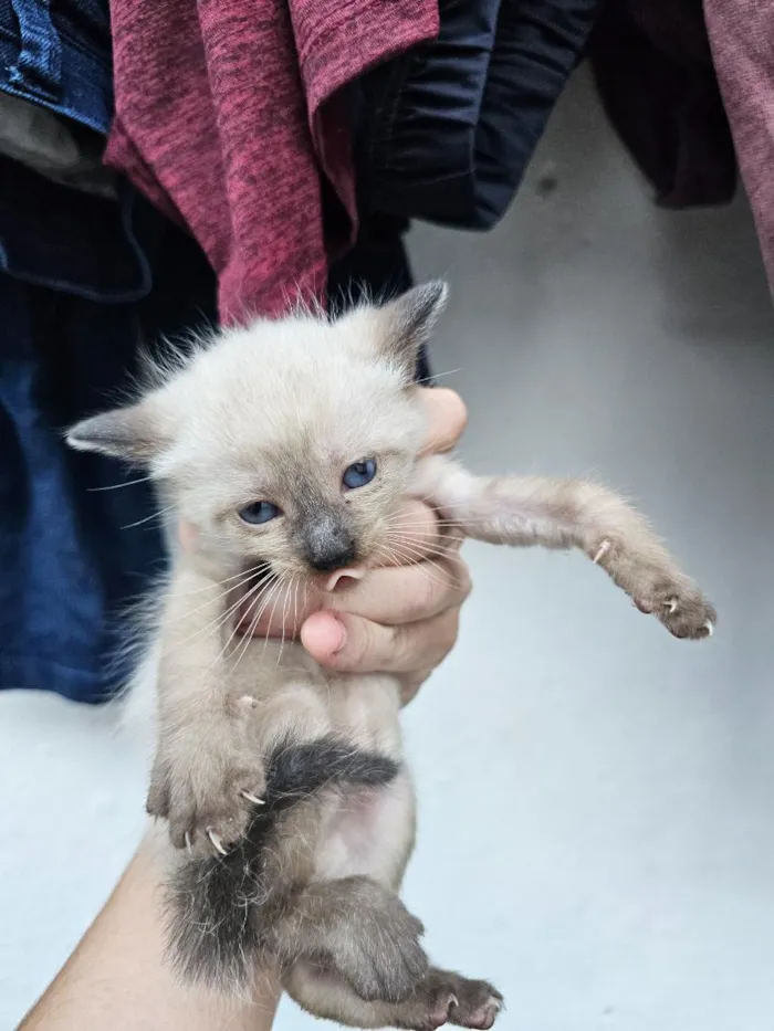 Gato raça SRD-ViraLata idade Abaixo de 2 meses nome filhotes