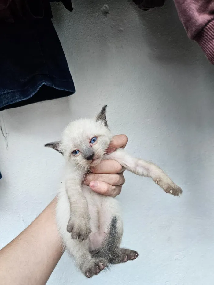 Gato raça SRD-ViraLata idade Abaixo de 2 meses nome filhotes