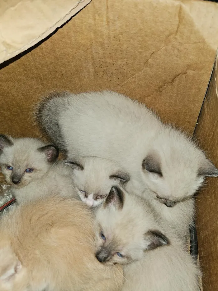 Gato raça SRD-ViraLata idade Abaixo de 2 meses nome filhotes
