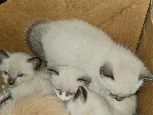 Gato raça SRD-ViraLata idade Abaixo de 2 meses nome filhotes