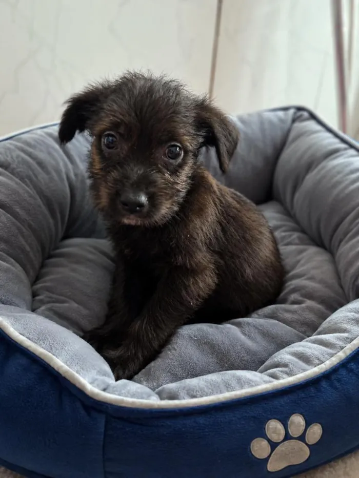 Cachorro raça SRD-ViraLata idade 2 a 6 meses nome Nutella
