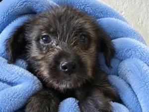 Cachorro raça SRD-ViraLata idade 2 a 6 meses nome Nutella
