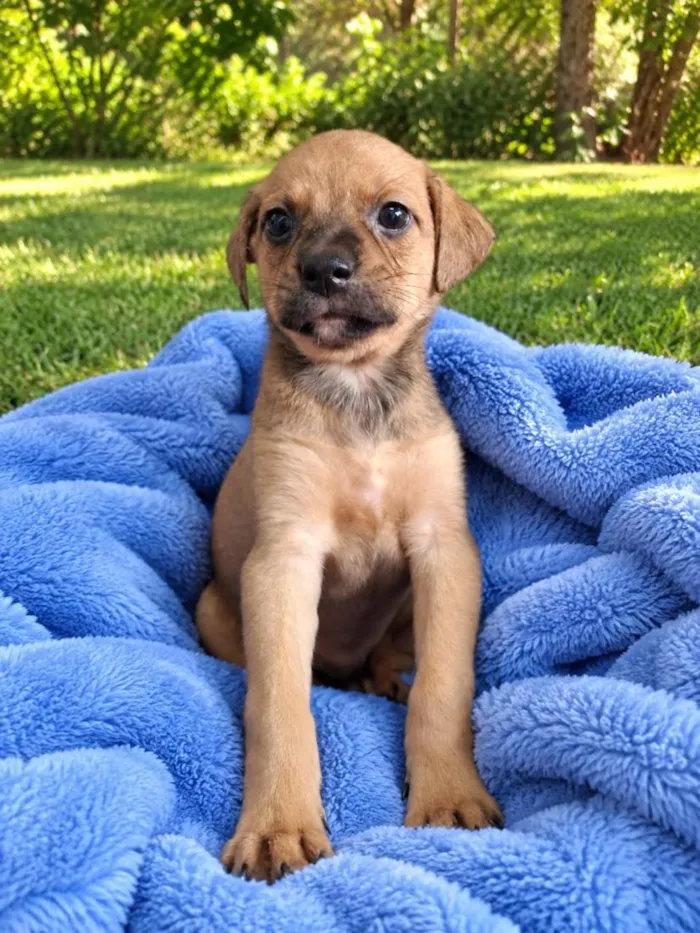 Cachorro raça SRD-ViraLata idade 2 a 6 meses nome Cacau