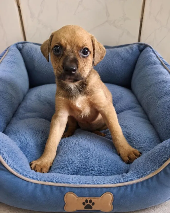 Cachorro raça SRD-ViraLata idade 2 a 6 meses nome Cacau