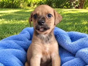 Cachorro raça SRD-ViraLata idade 2 a 6 meses nome Cacau