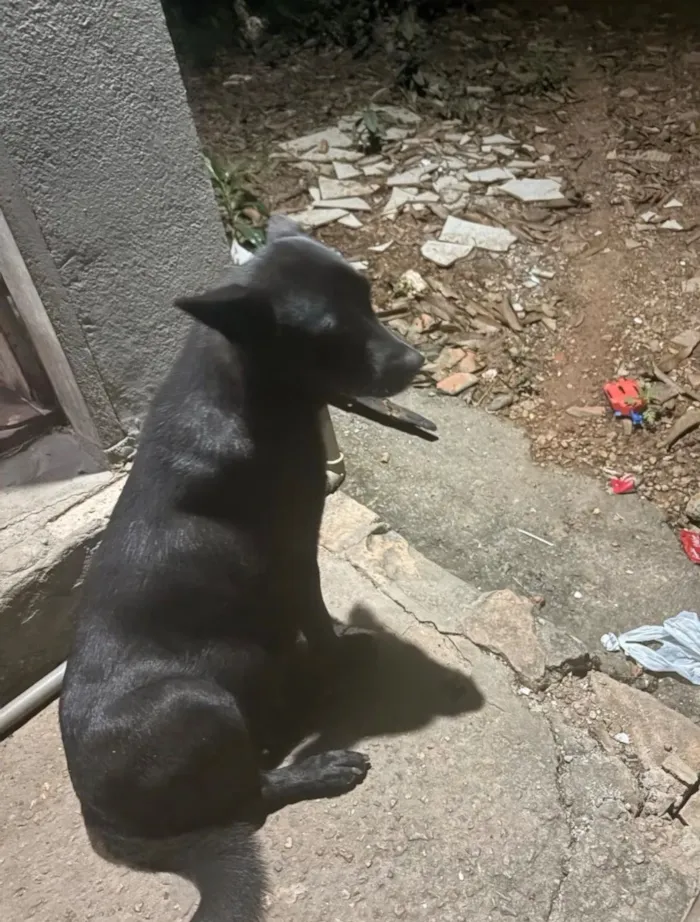 Cachorro raça SRD-ViraLata idade 1 ano nome Luna, Joaquina e Benta