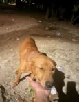 Luna, Joaquina e Benta