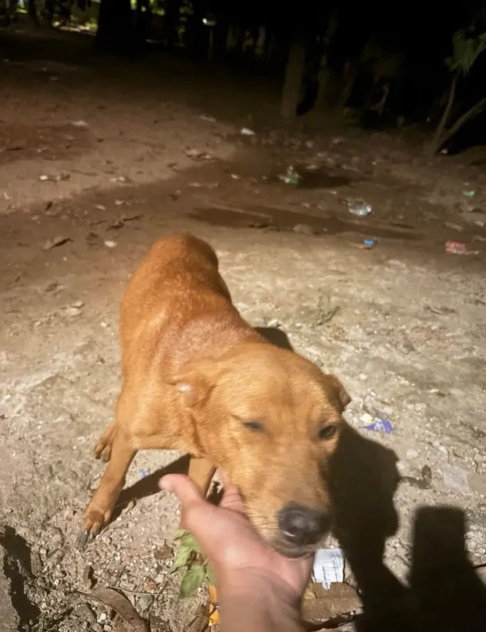 Cachorro raça SRD-ViraLata idade 1 ano nome Luna, Joaquina e Benta