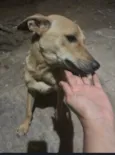 Luna, Joaquina e Benta