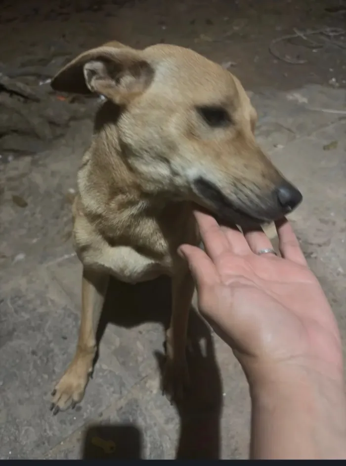 Cachorro raça SRD-ViraLata idade 1 ano nome Luna, Joaquina e Benta