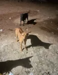 Luna, Joaquina e Benta
