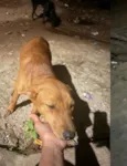 Luna, Joaquina e Benta