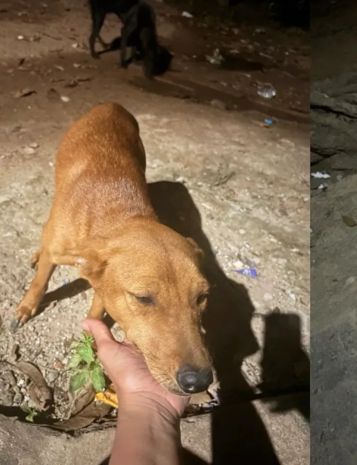Cachorro raça SRD-ViraLata idade 1 ano nome Luna, Joaquina e Benta