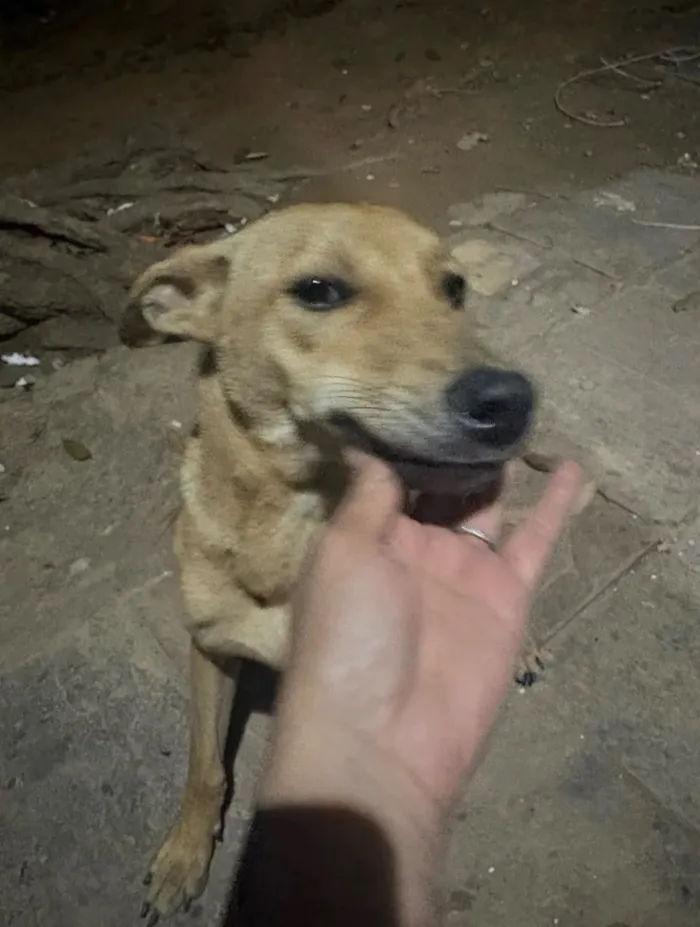 Cachorro raça SRD-ViraLata idade 1 ano nome Luna, Joaquina e Benta