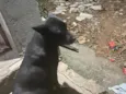 Luna, Joaquina e Benta