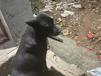 Cachorro raça SRD-ViraLata idade 1 ano nome Luna, Joaquina e Benta