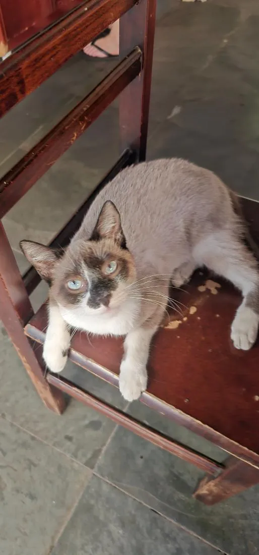 Gato raça SRD-ViraLata idade 2 anos nome Não tem nome