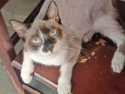 Gato raça SRD-ViraLata idade 2 anos nome Não tem nome