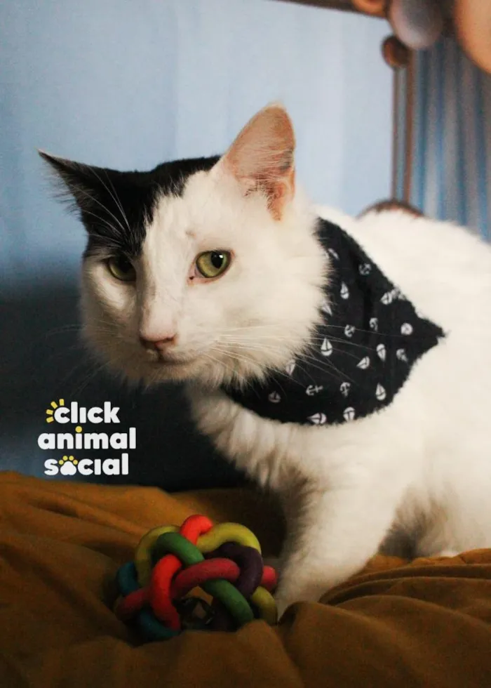 Gato raça SRD-ViraLata idade 2 anos nome Luigi
