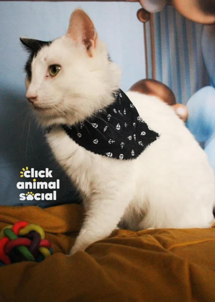 Gato raça SRD-ViraLata idade 2 anos nome Luigi