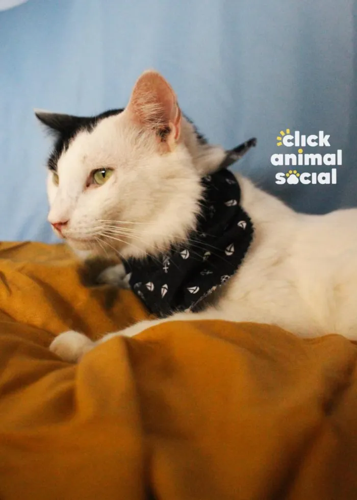 Gato raça SRD-ViraLata idade 2 anos nome Luigi