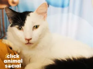 Gato raça SRD-ViraLata idade 2 anos nome Luigi