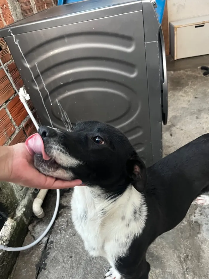 Cachorro raça SRD-ViraLata idade 7 a 11 meses nome Duque 