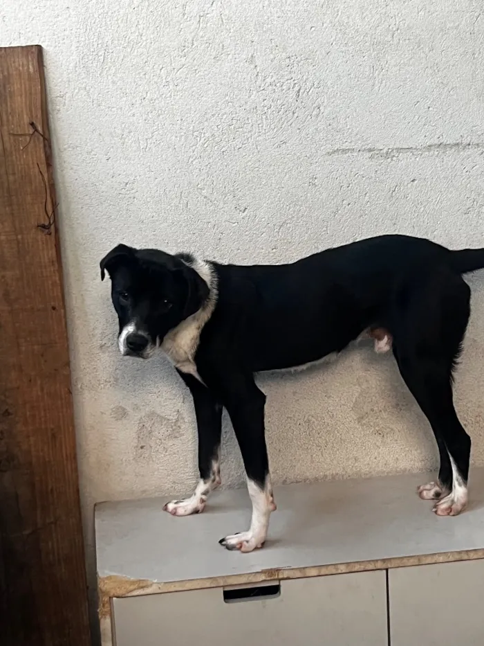 Cachorro raça SRD-ViraLata idade 7 a 11 meses nome Duque 