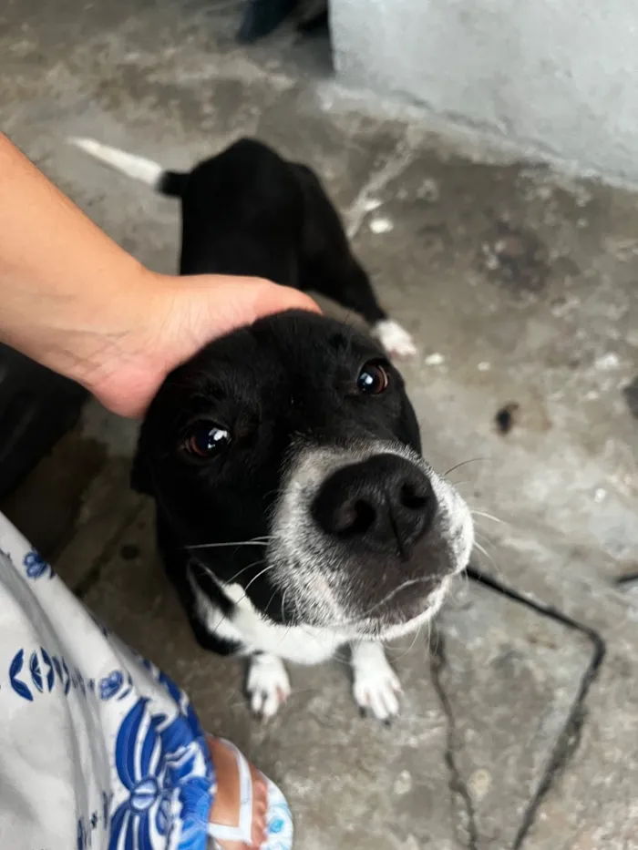 Cachorro raça SRD-ViraLata idade 7 a 11 meses nome Duque 