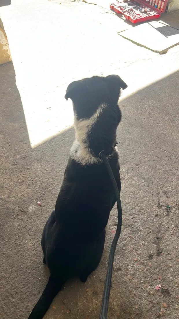 Cachorro raça SRD-ViraLata idade 7 a 11 meses nome Duque 
