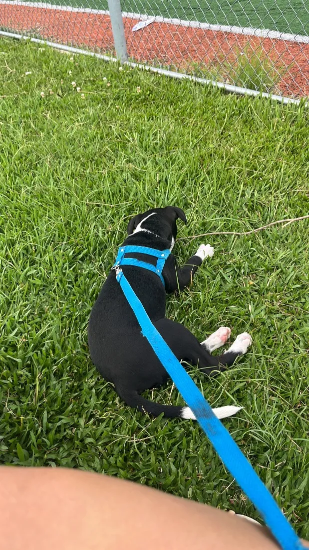 Cachorro raça SRD-ViraLata idade 7 a 11 meses nome Duque 