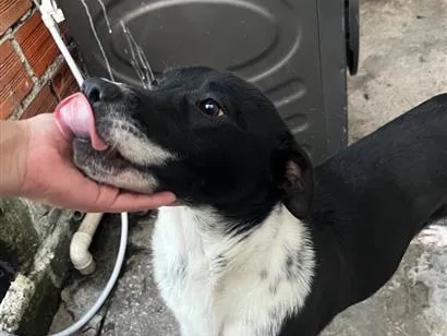 Cachorro raça SRD-ViraLata idade 7 a 11 meses nome Duque 