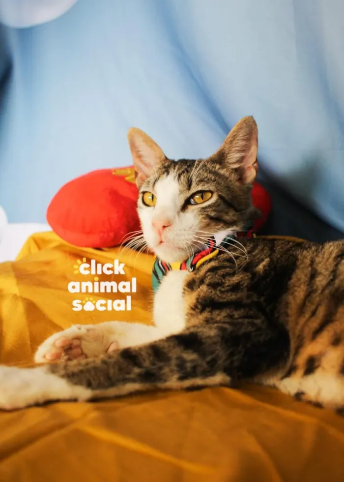Gato raça SRD-ViraLata idade 1 ano nome Dante