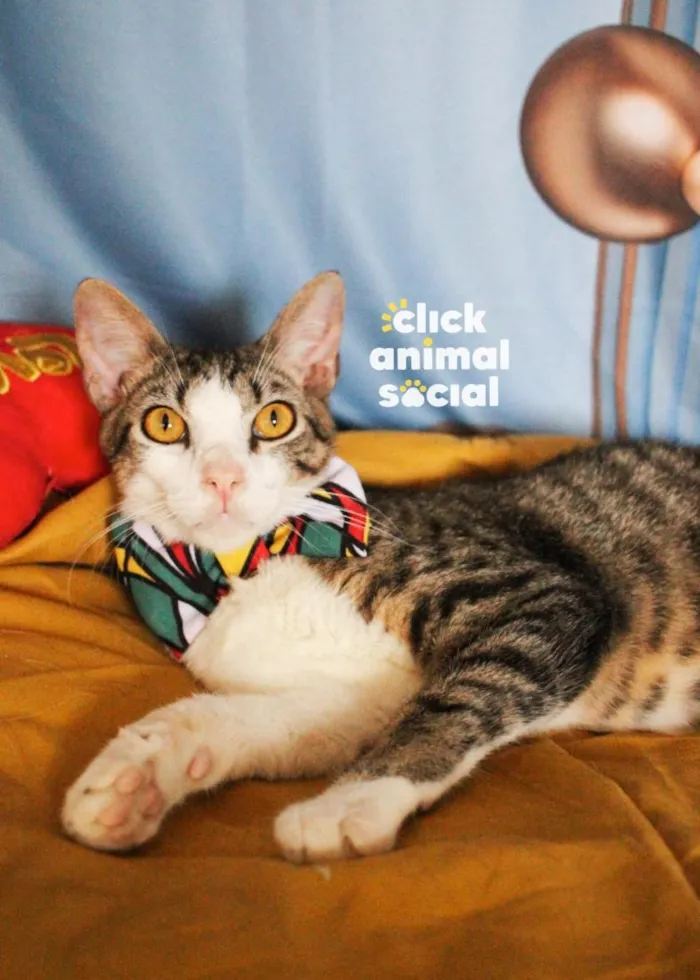 Gato raça SRD-ViraLata idade 1 ano nome Dante