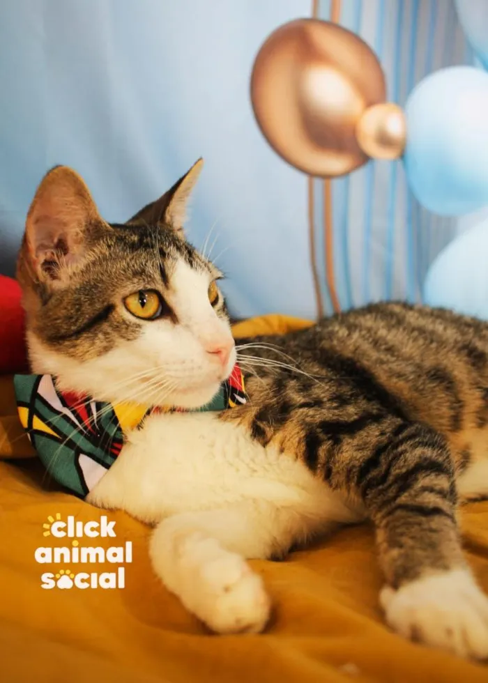 Gato raça SRD-ViraLata idade 1 ano nome Dante
