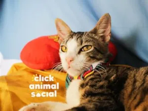 Gato raça SRD-ViraLata idade 1 ano nome Dante