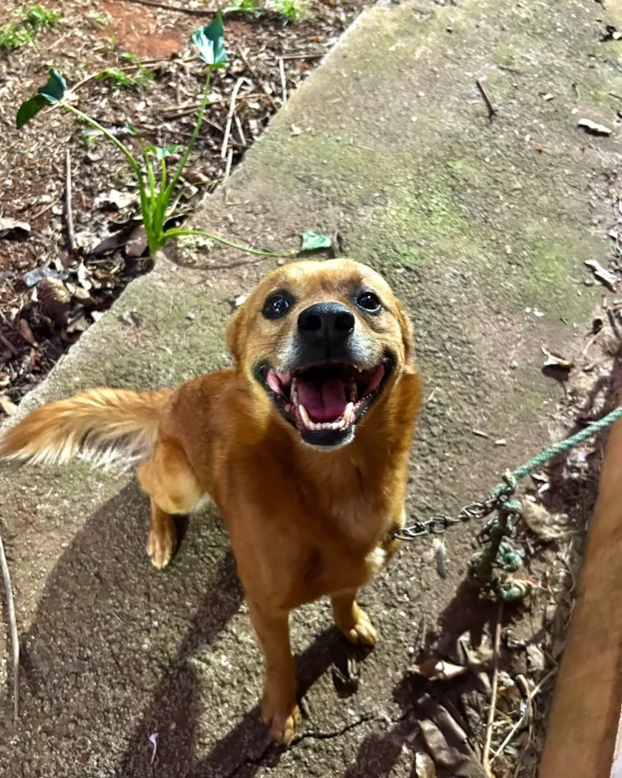 Cachorro raça SRD-ViraLata idade 6 ou mais anos nome Toby