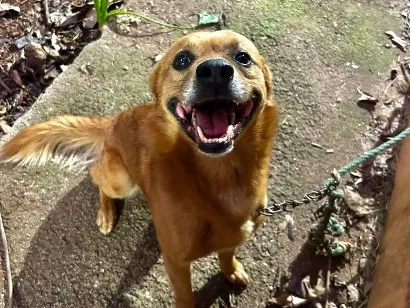 Cachorro raça SRD-ViraLata idade 6 ou mais anos nome Toby