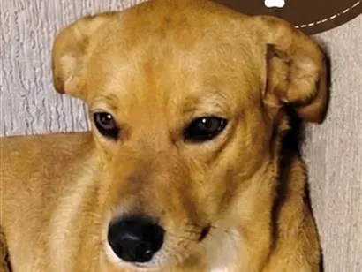 Cachorro raça SRD-ViraLata idade 2 anos nome Caramelo