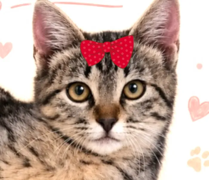 Gato raça SRD-ViraLata idade 2 a 6 meses nome Belinha